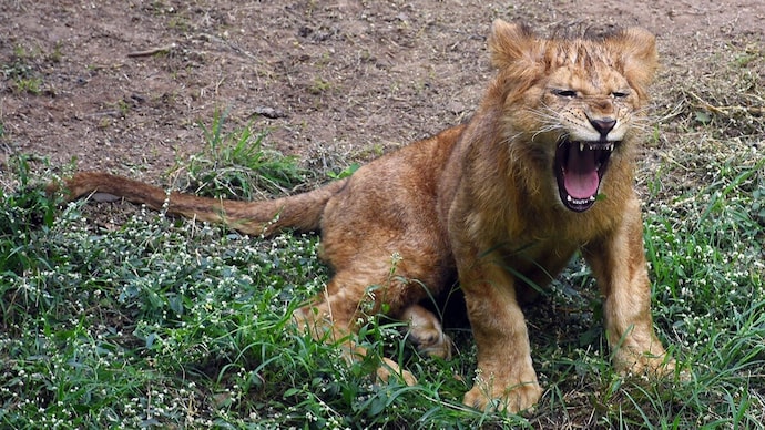 Asiatic lion cub