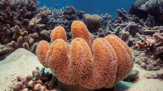 Australia's Great Barrier Reef 
