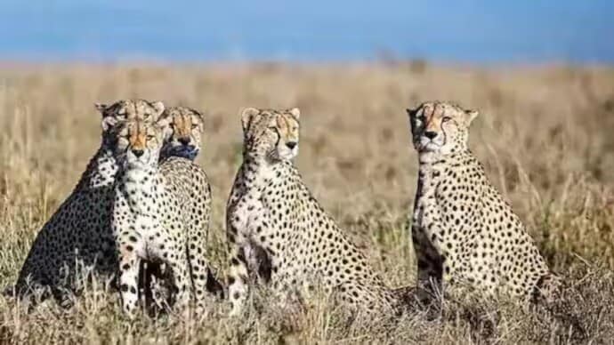 cheetahs Kuno national park