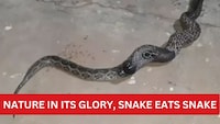 Snake eats snake 